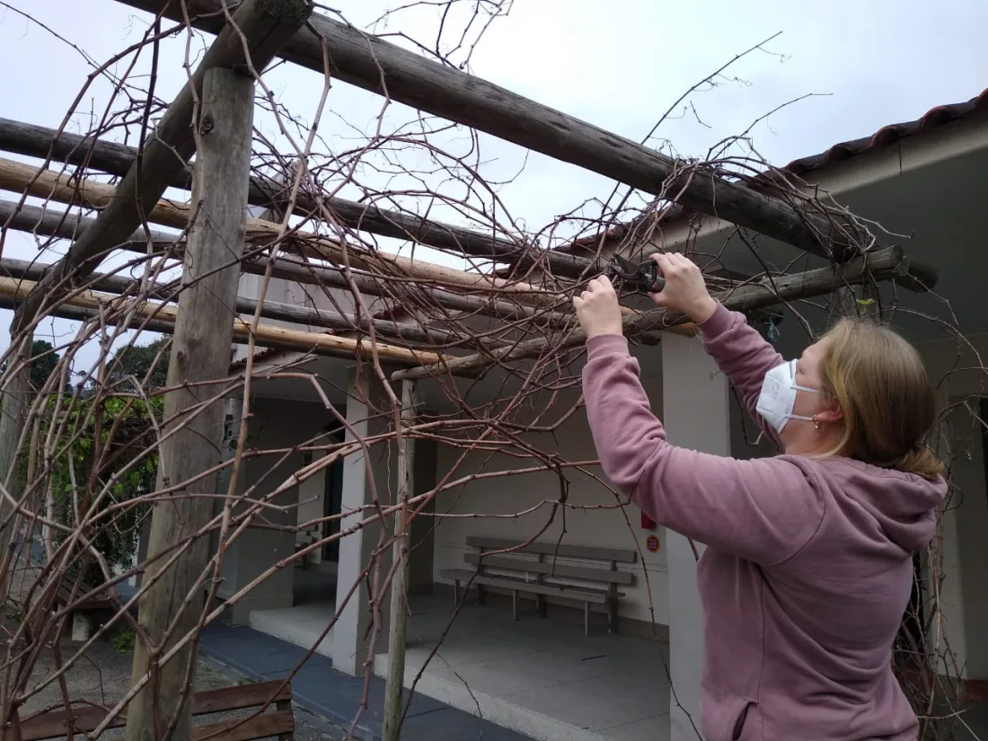 Professora de Biologia e Ciências, Sabrina Zanin, com uma tesoura, podando os galhos da videira de uva Goethe, cultivada pelos alunos da EEB Barão do Rio Branco, em projeto escolar 