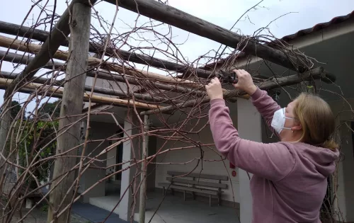 Professora de Biologia e Ciências, Sabrina Zanin, com uma tesoura, podando os galhos da videira de uva Goethe, cultivada pelos alunos da EEB Barão do Rio Branco, em projeto escolar