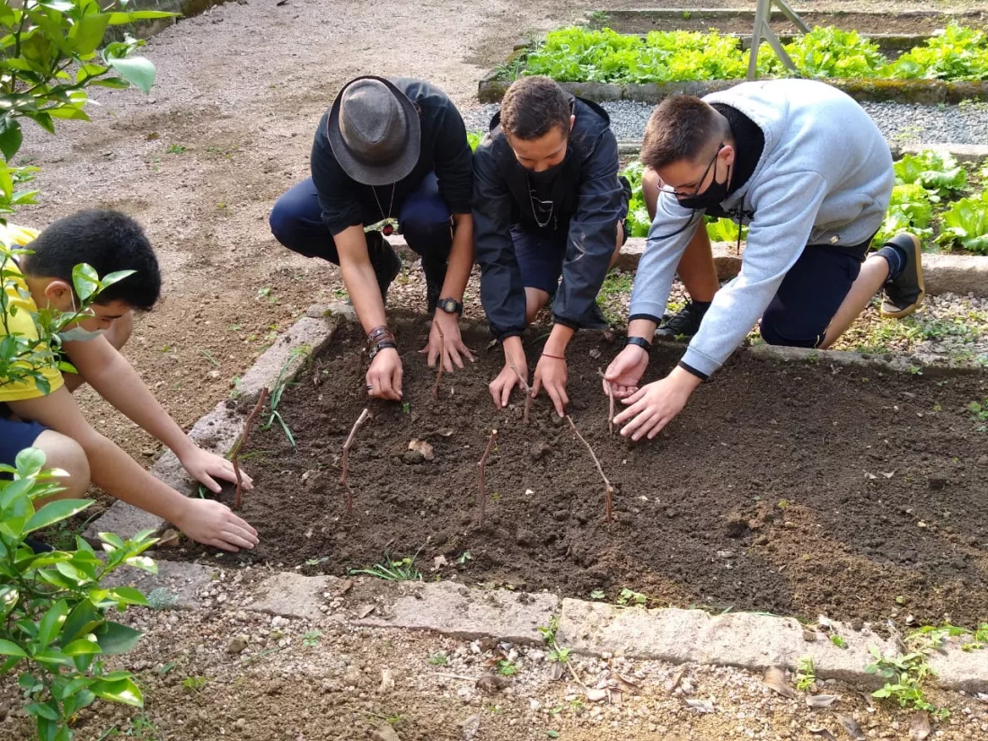 Alunos da EEB Barão do Rio Branco, de Urussanga, plantando mudas de uva Goethe, em projeto escolar 