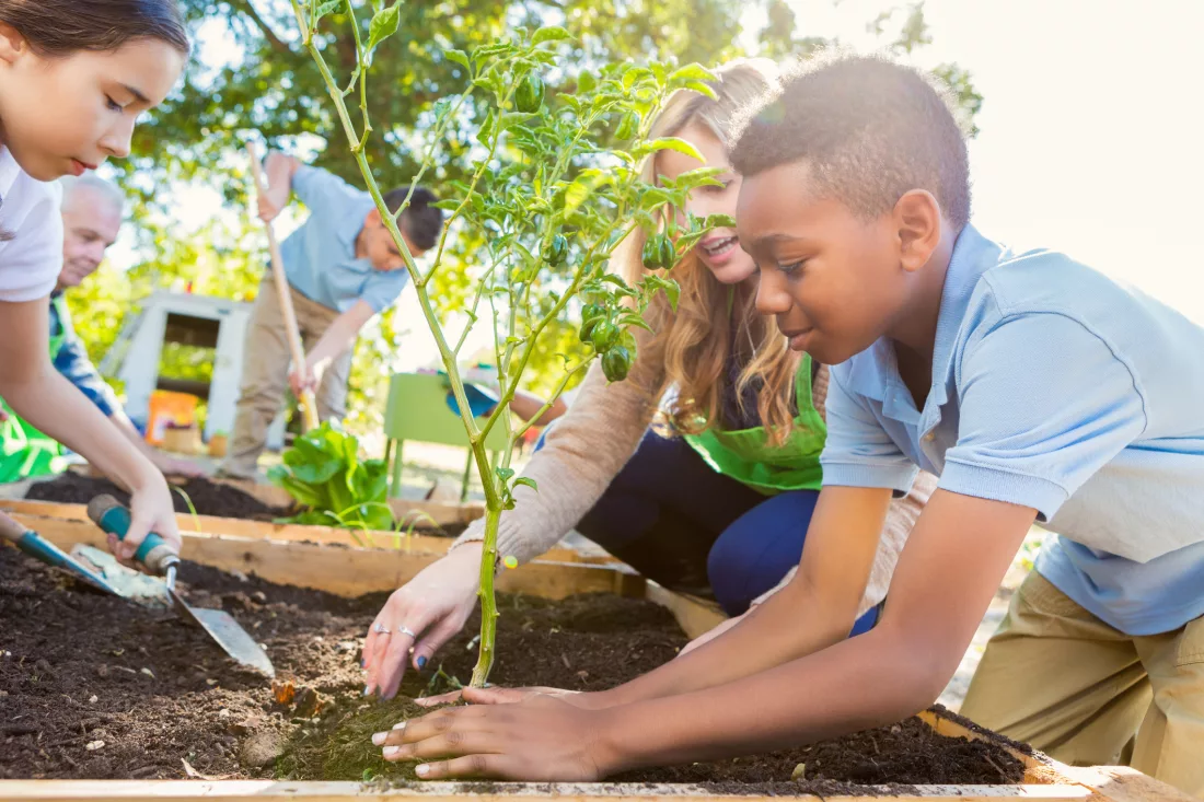 Estudantes plantando muda em atividade escolar em comemoração ao Dia da Árvore