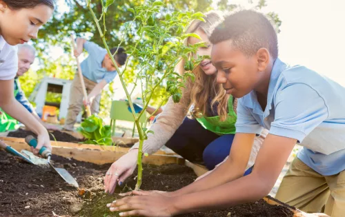 Estudantes plantando muda em atividade escolar em comemoração ao Dia da Árvore