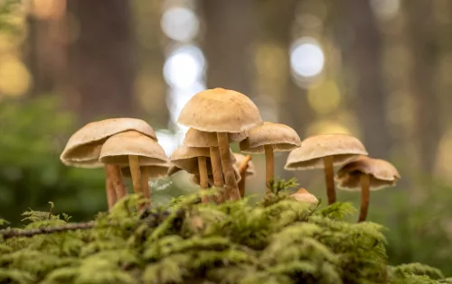 Cogumelos, representantes do Reino Fungi, em uma floresta
