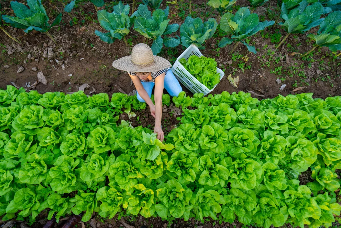 Mulher em uma horta colhendo alfaces em projeto agroecológico que ensina práticas de Agricultura Familiar e Empreendedorismo Rural 