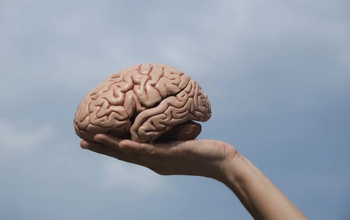 Mão segurando um cérebro representando o sistema nervoso