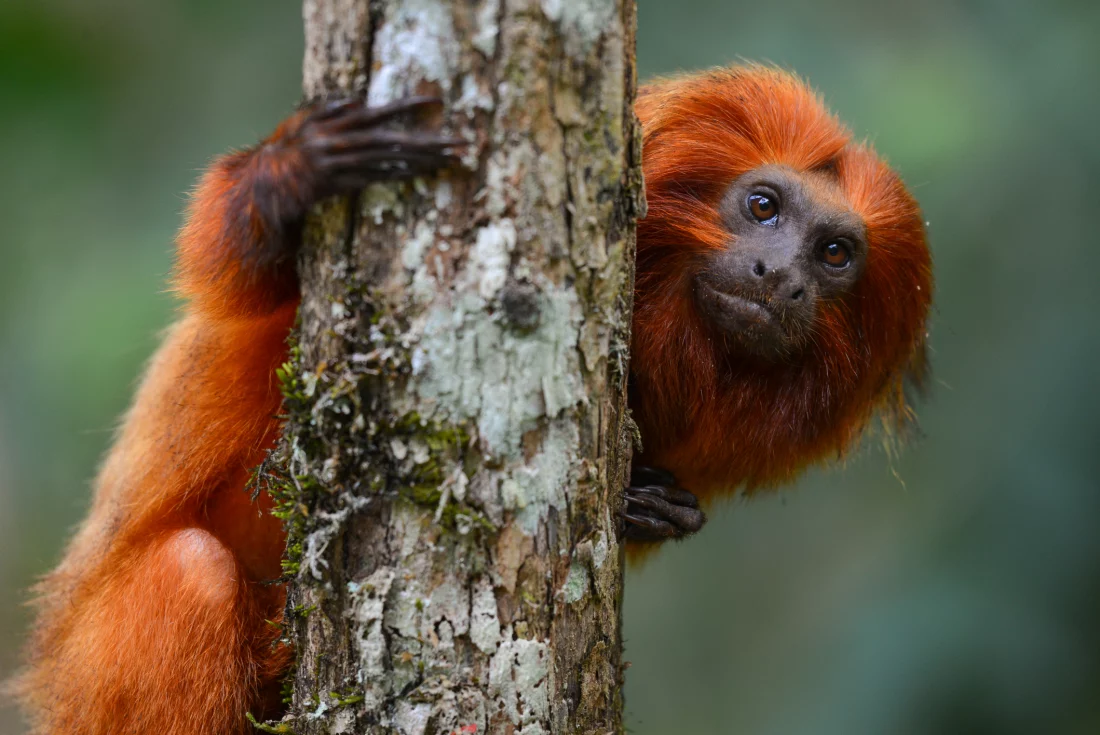 Espécies diversas da mata atlântica