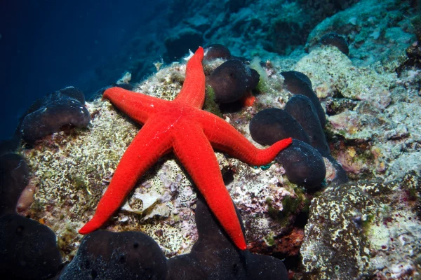 A estrela do mar também é um bento que faz parte do ecossistema