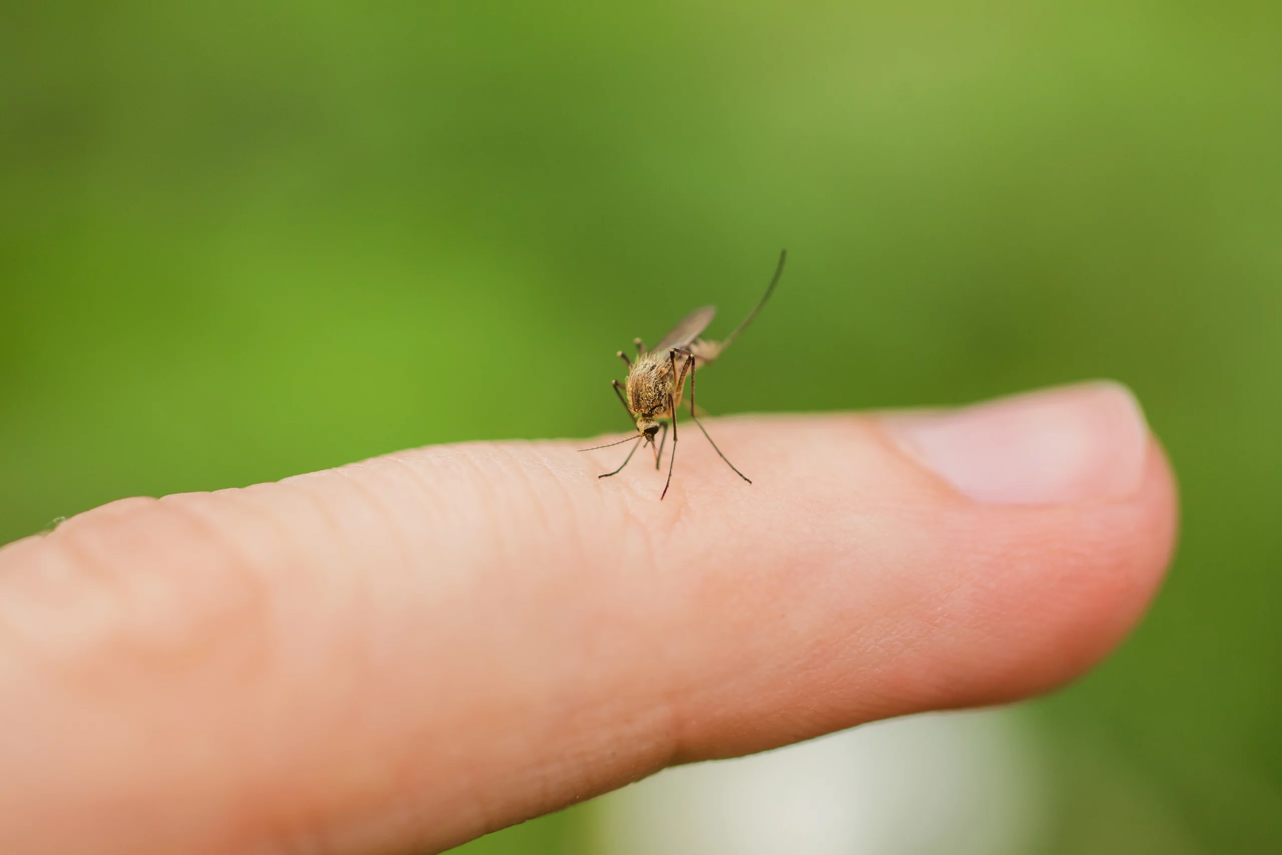 imagem mostra mosquito picando dedo de uma pessoa