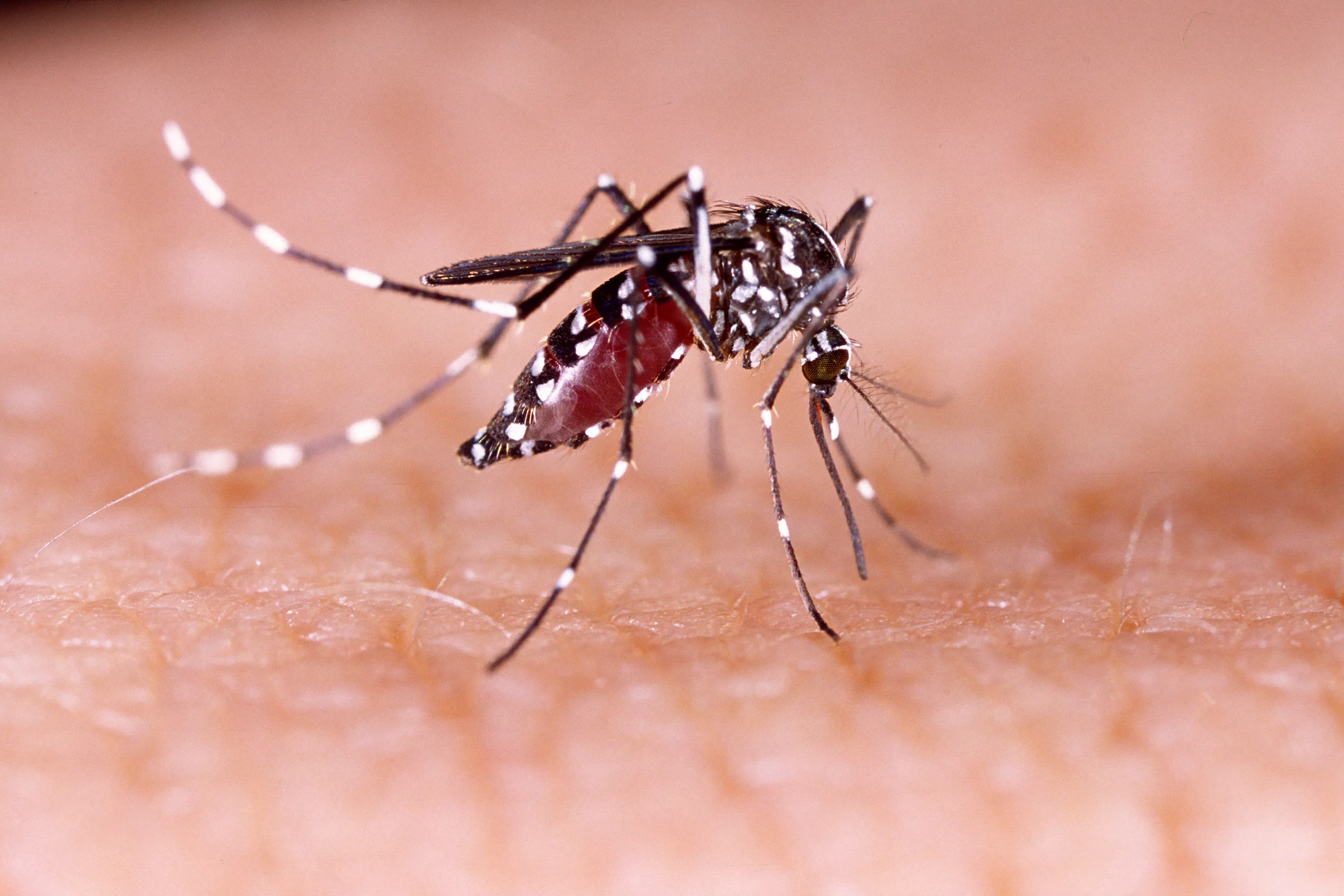 Imagem mostra mosquito da dengue- Aedes aegypti