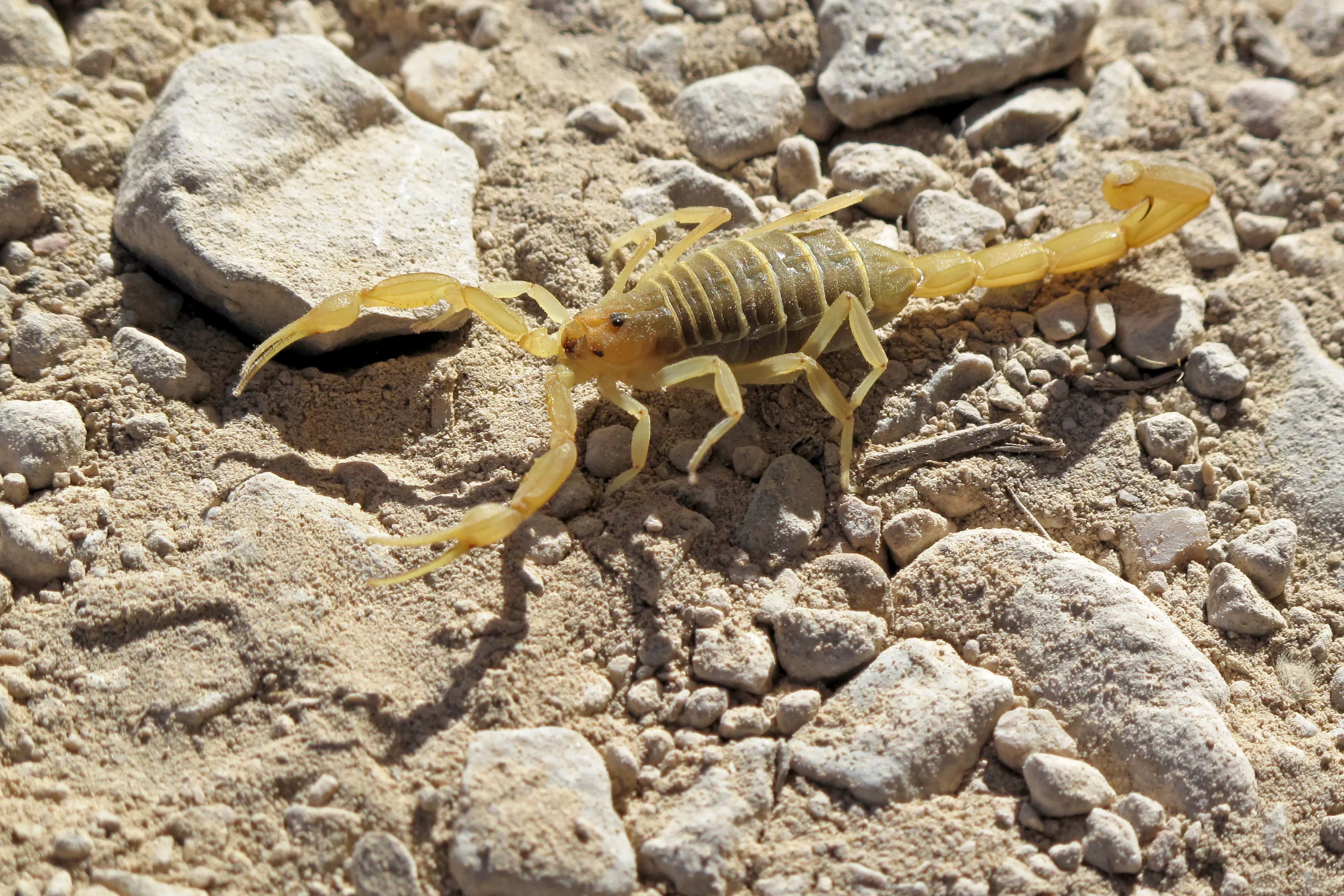 Escorpião amarelo no deserto